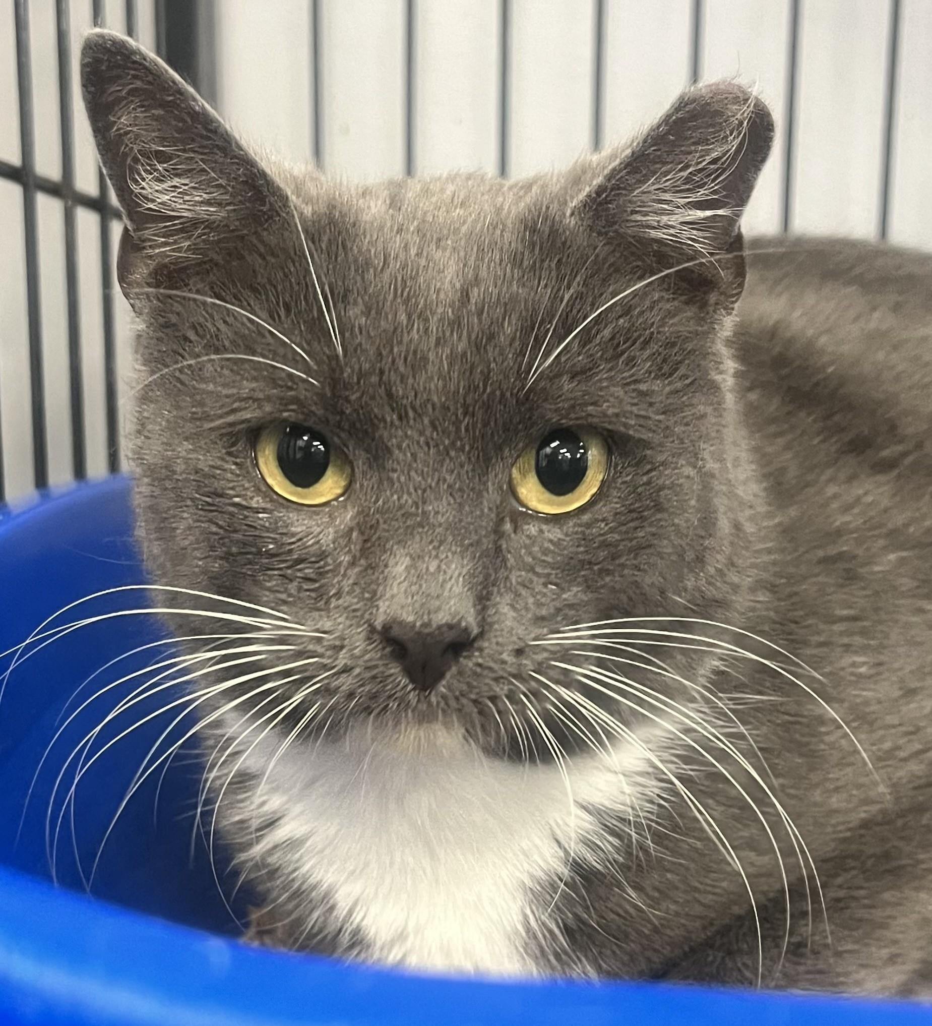 Shrimp, a Adoptable Domestic Short Hair in Johnston, RI image 6/6