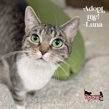 Luna, Adoptable, Adult Female Domestic Short Hair & Domestic Short Hair.