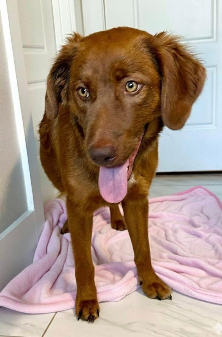 Enlarge Kallie, a ADOPTABLE mixed breed in Rockwall, TX image 2/2