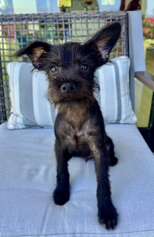 Enlarge Lennox, a Adoptable mixed breed in Valley Village, CA image 1/6