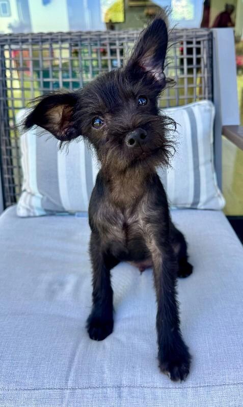 Enlarge Lennox, a Adoptable mixed breed in Valley Village, CA image 4/6