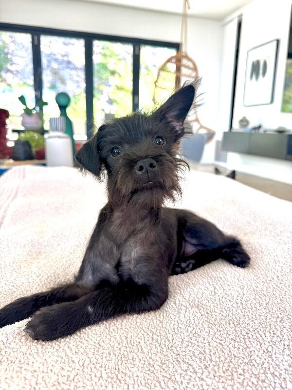 Enlarge Lennox, a Adoptable mixed breed in Valley Village, CA image 5/6