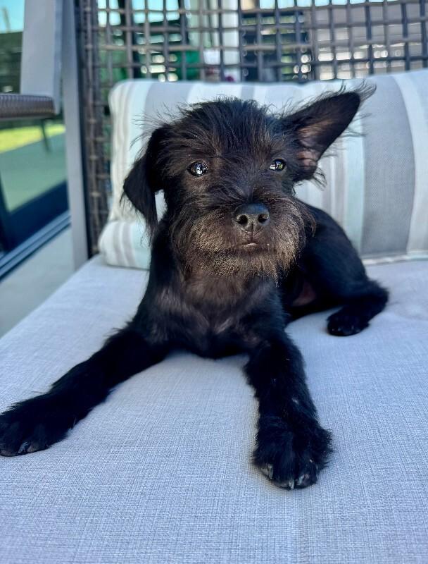 Enlarge Lennox, a Adoptable mixed breed in Valley Village, CA image 6/6