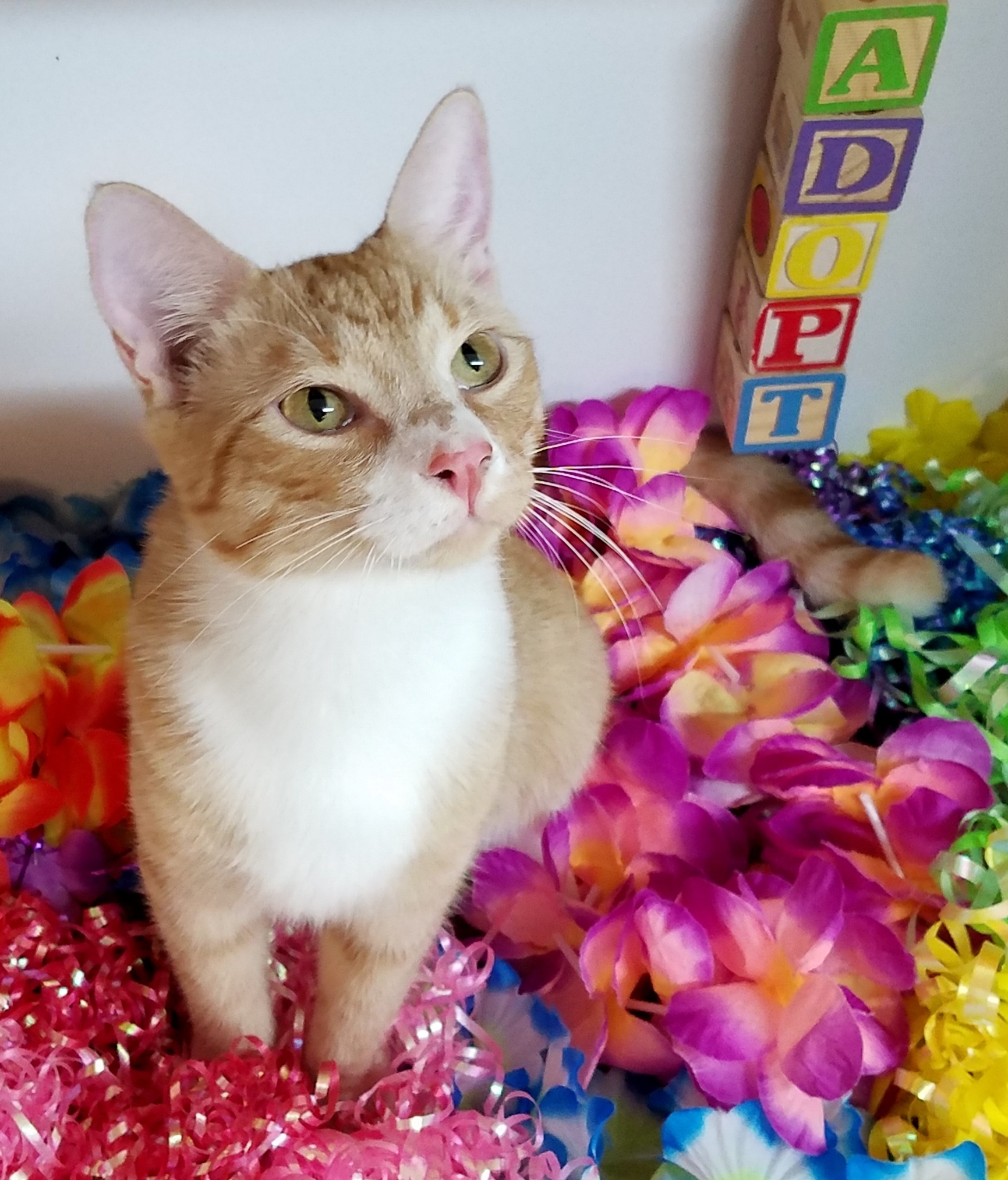 Enlarge Skip, a Adoptable mixed breed in Vernon, TX image 1/3