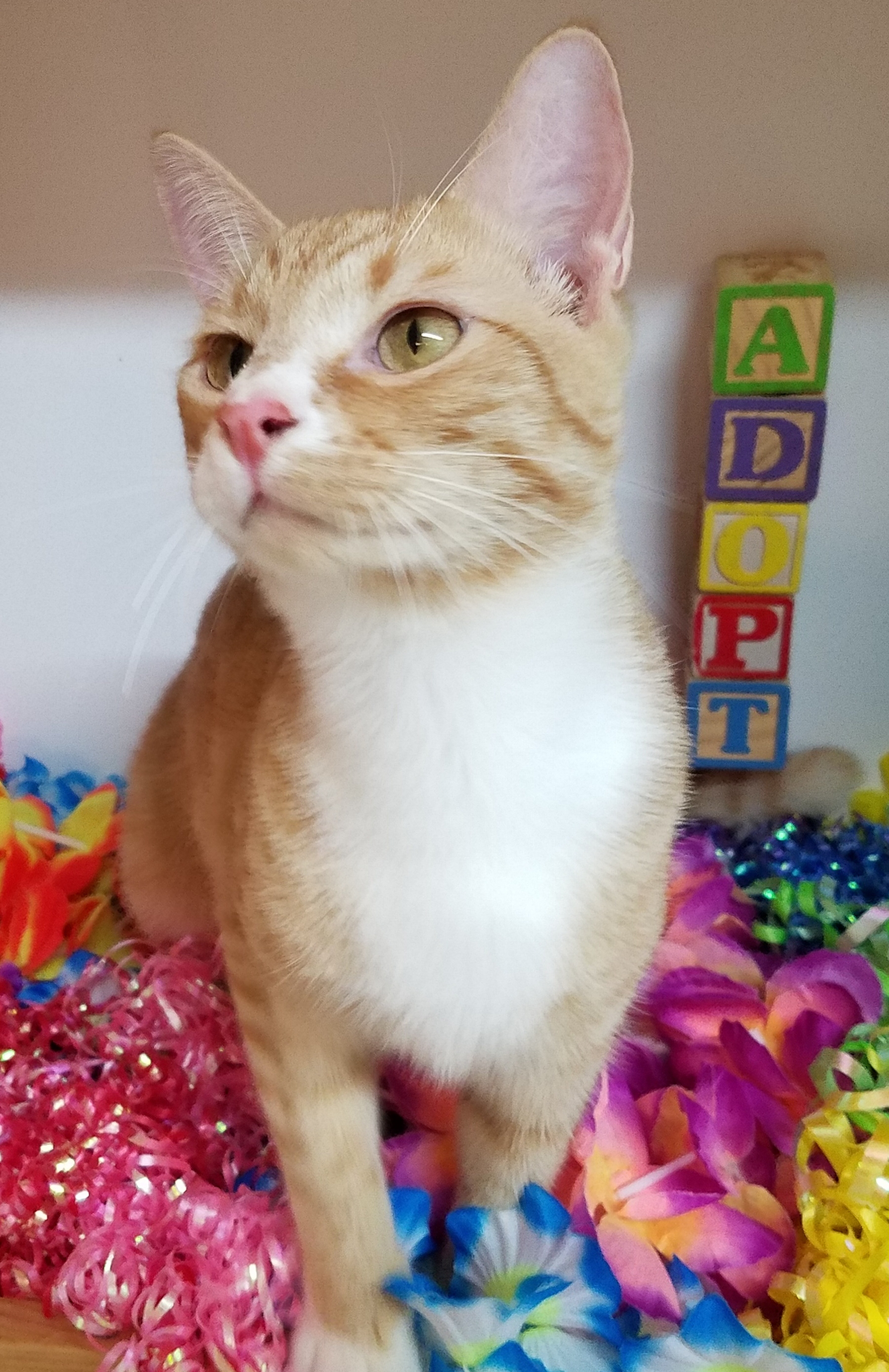 Enlarge Skip, a Adoptable mixed breed in Vernon, TX image 2/3