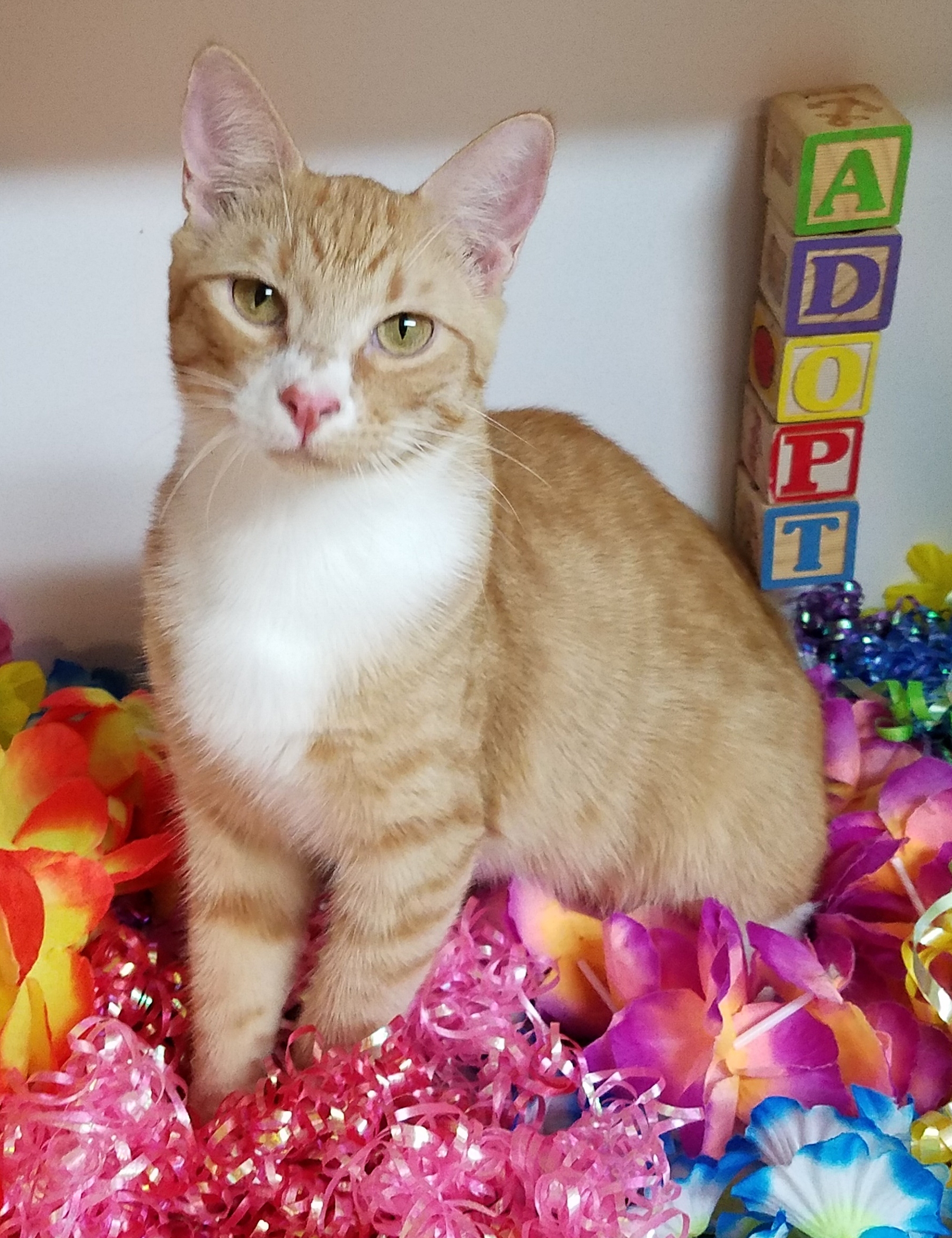 Enlarge Skip, a Adoptable mixed breed in Vernon, TX image 3/3