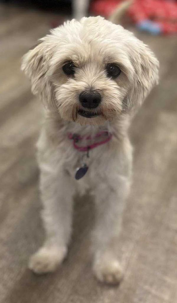 Cream, Adoptable, Young Female Poodle.