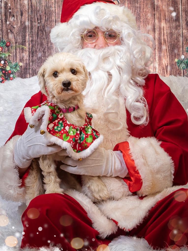 Enlarge Cream, a Adoptable mixed breed in Lake Forest, CA image 2/2