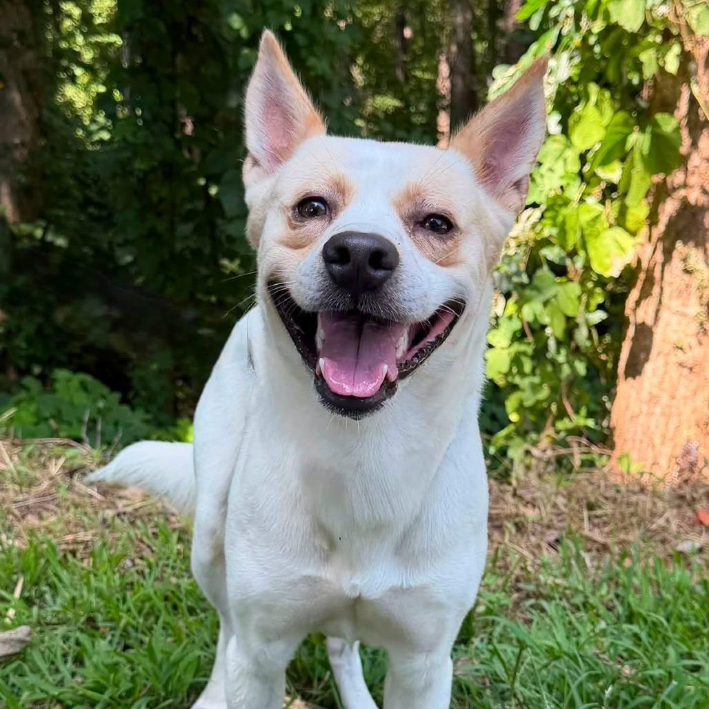 Rooster, Adoptable, Adult Male Mixed Breed.