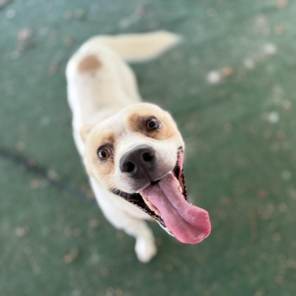 Enlarge Rooster, a Adoptable Mixed Breed in Alexandria, VA image 2/6
