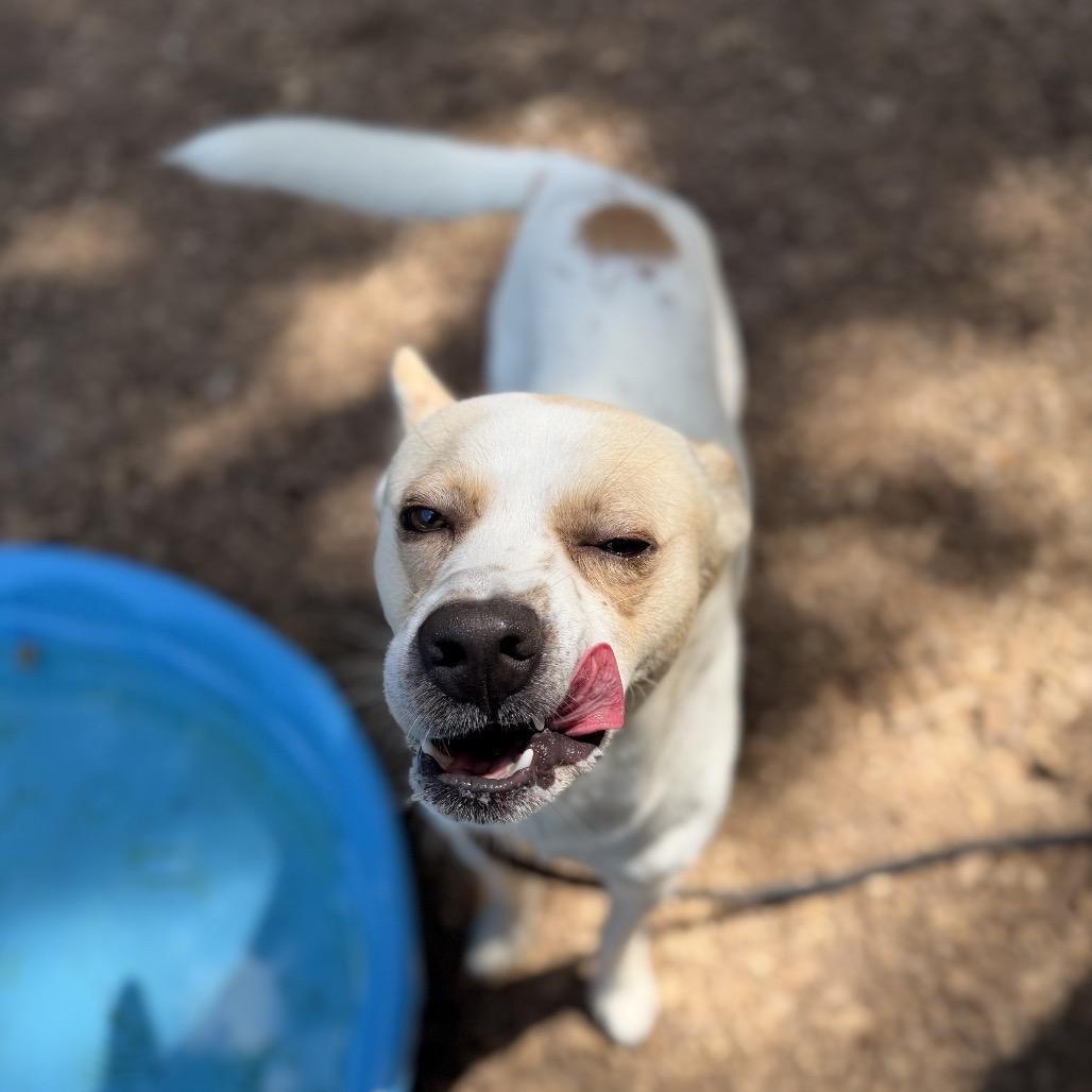 Enlarge Rooster, a Adoptable Mixed Breed in Alexandria, VA image 3/6