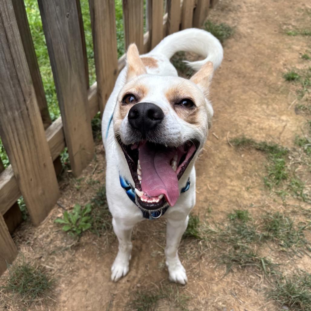 Enlarge Rooster, a Adoptable Mixed Breed in Alexandria, VA image 5/6