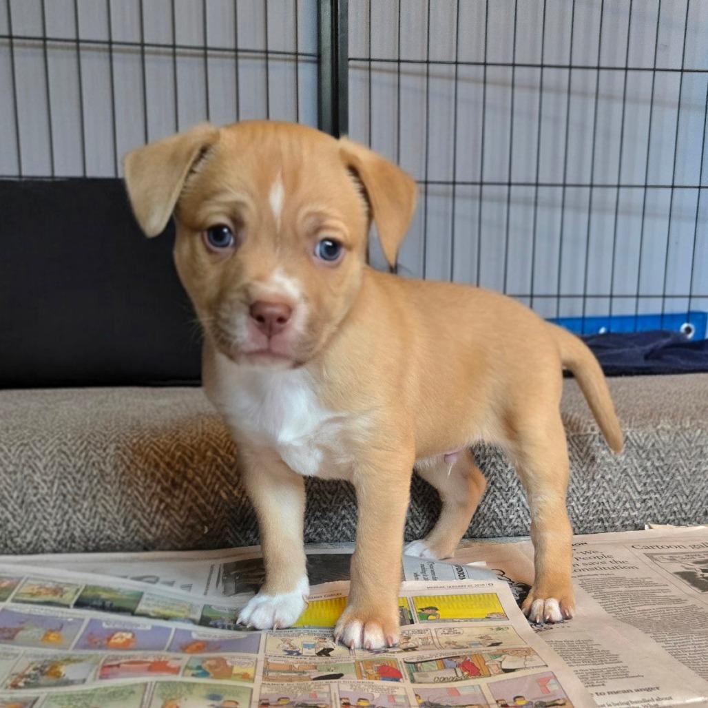 Enlarge CT Manicotti avail Dec 27, a Adoptable mixed breed in Stormville, NY image 1/6