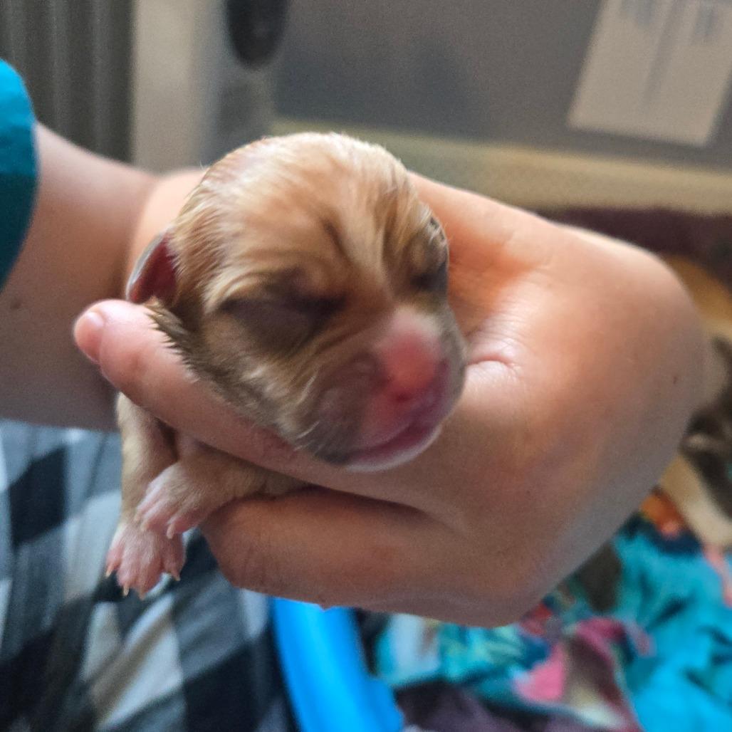 Enlarge CT Manicotti avail Dec 27, a Adoptable mixed breed in Stormville, NY image 4/6