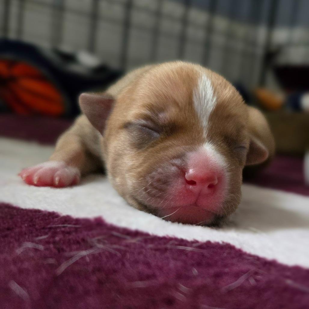 Enlarge CT Manicotti avail Dec 27, a Adoptable mixed breed in Stormville, NY image 6/6