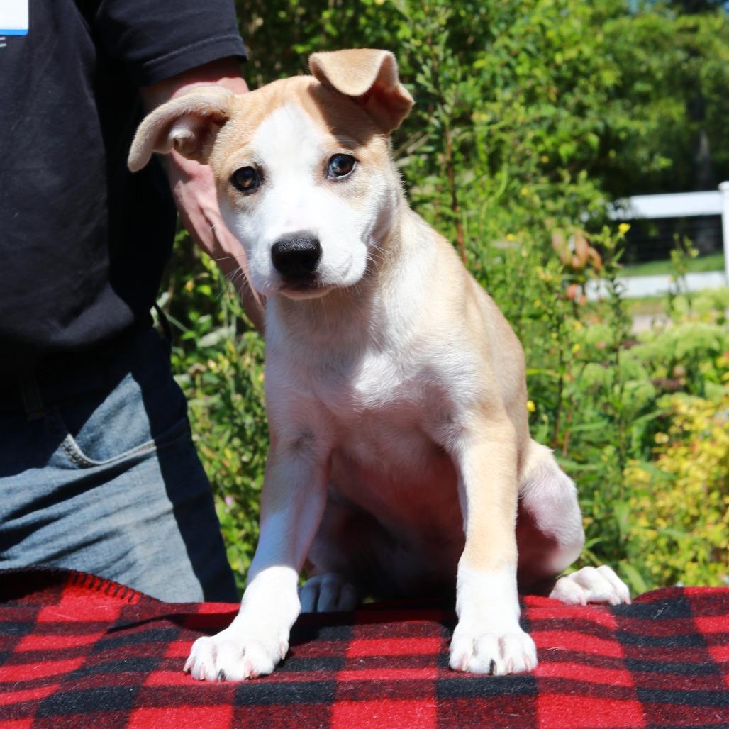 CT Pixie, Adoptable, Puppy Female Terrier & Mixed Breed.