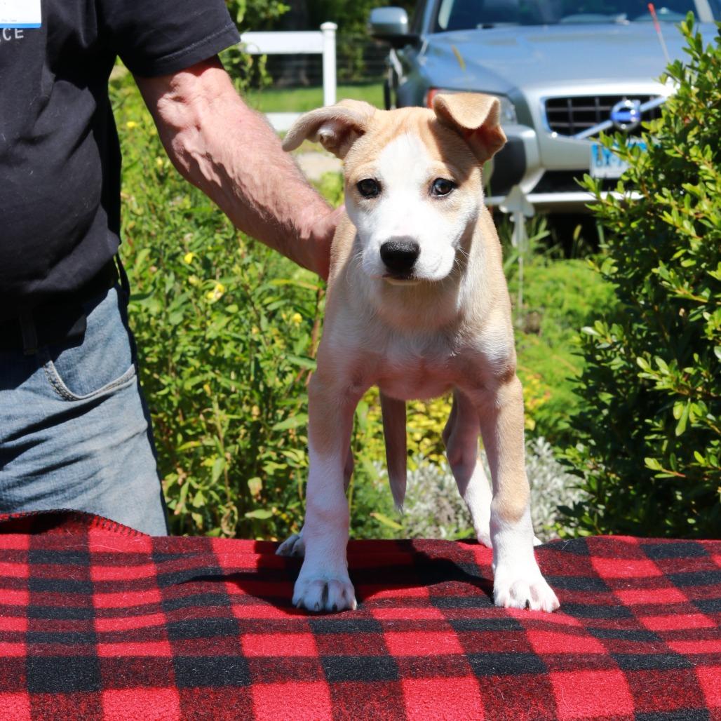 Enlarge CT Pixie, a Adoptable mixed breed in Eastford, CT image 2/5