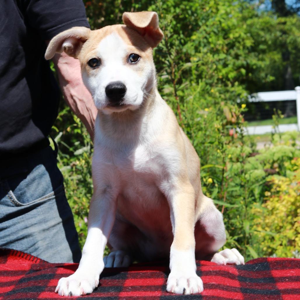 Enlarge CT Pixie, a Adoptable mixed breed in Eastford, CT image 3/5