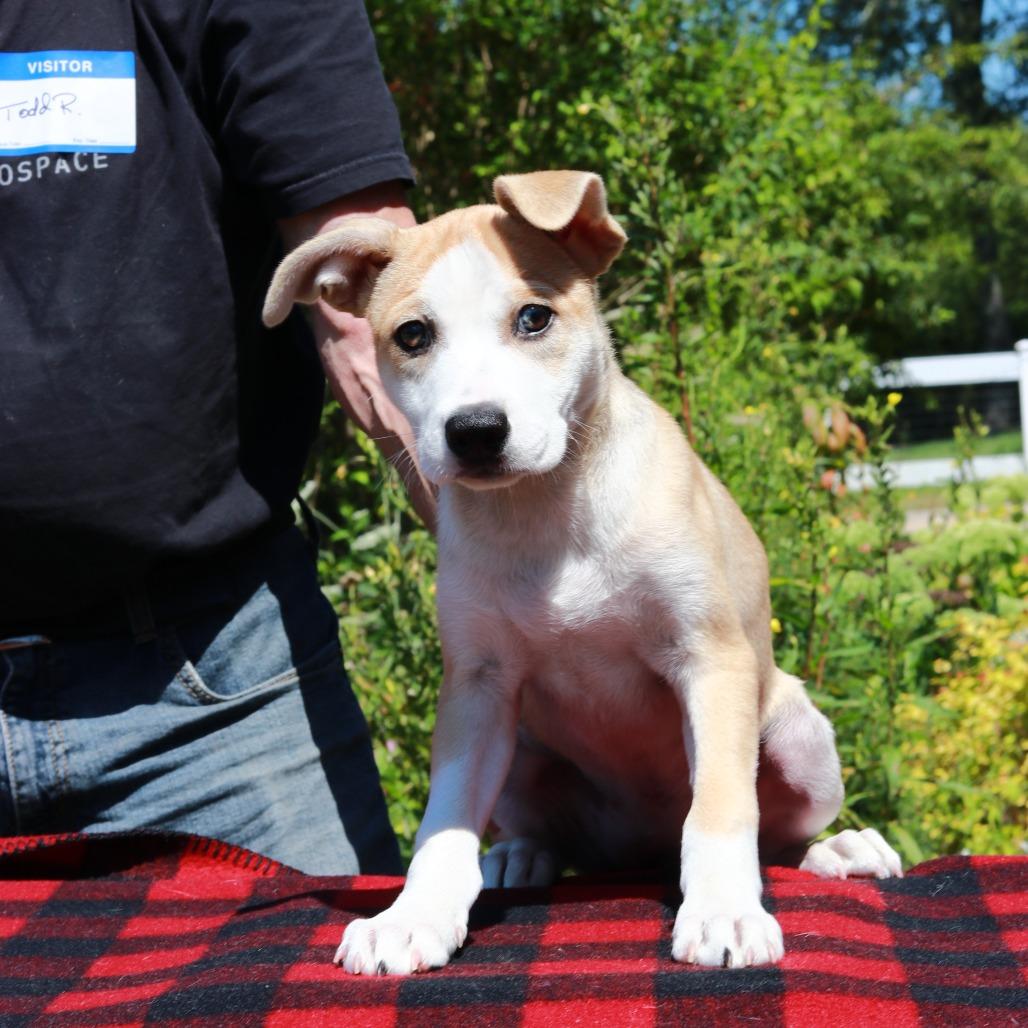Enlarge CT Pixie, a Adoptable mixed breed in Eastford, CT image 4/5