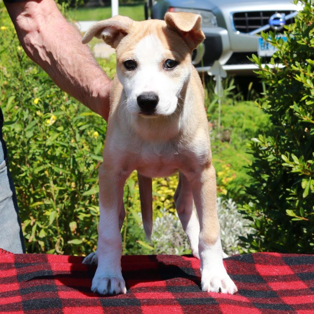 Enlarge CT Pixie, a Adoptable mixed breed in Eastford, CT image 5/5