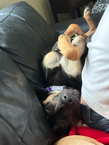 Ever, a Adoptable mixed breed in Gainesville, FL image 1/3