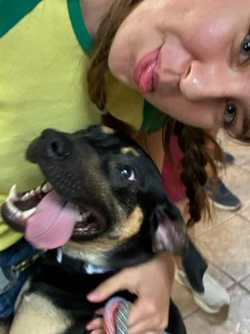 Ever, a Adoptable mixed breed in Gainesville, FL image 2/3