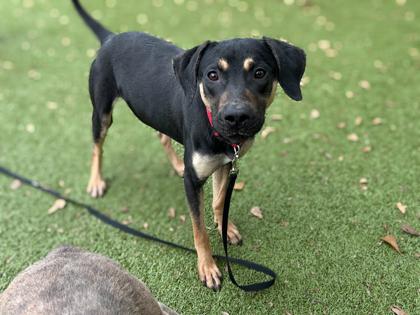 Ever, a Adoptable mixed breed in Gainesville, FL image 3/3