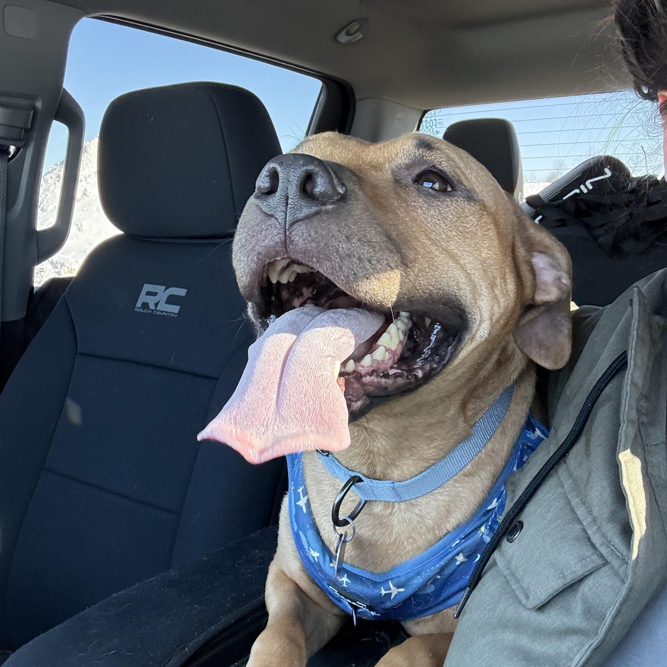 Enlarge Smiley Wiley, a ADOPTABLE Pit Bull Terrier in Grand Blanc, MI image 4/5