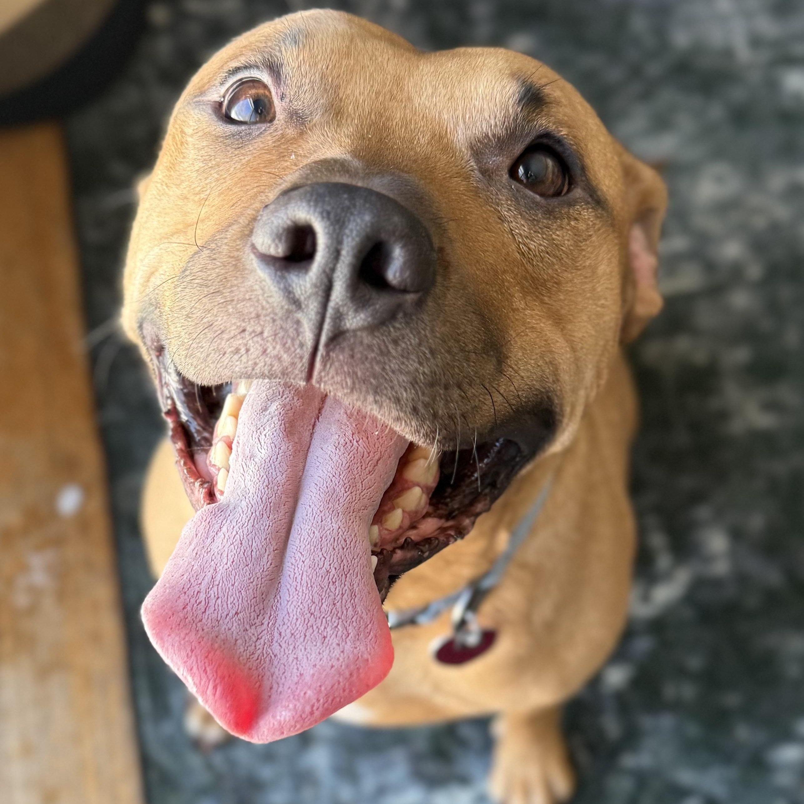 Enlarge Smiley Wiley, a ADOPTABLE Pit Bull Terrier in Grand Blanc, MI image 5/5