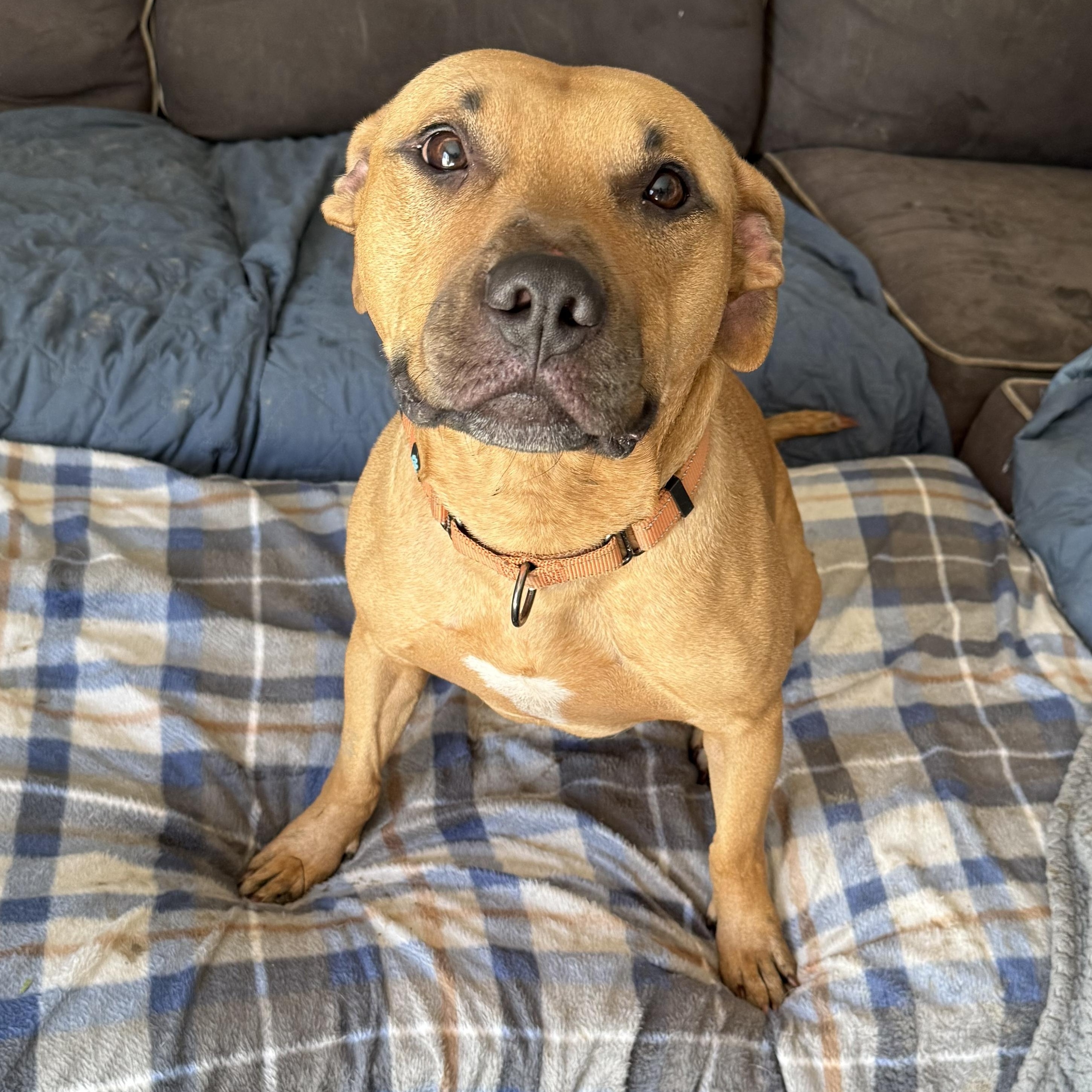 Smiley Wiley, ADOPTABLE, Adult Male Pit Bull Terrier.