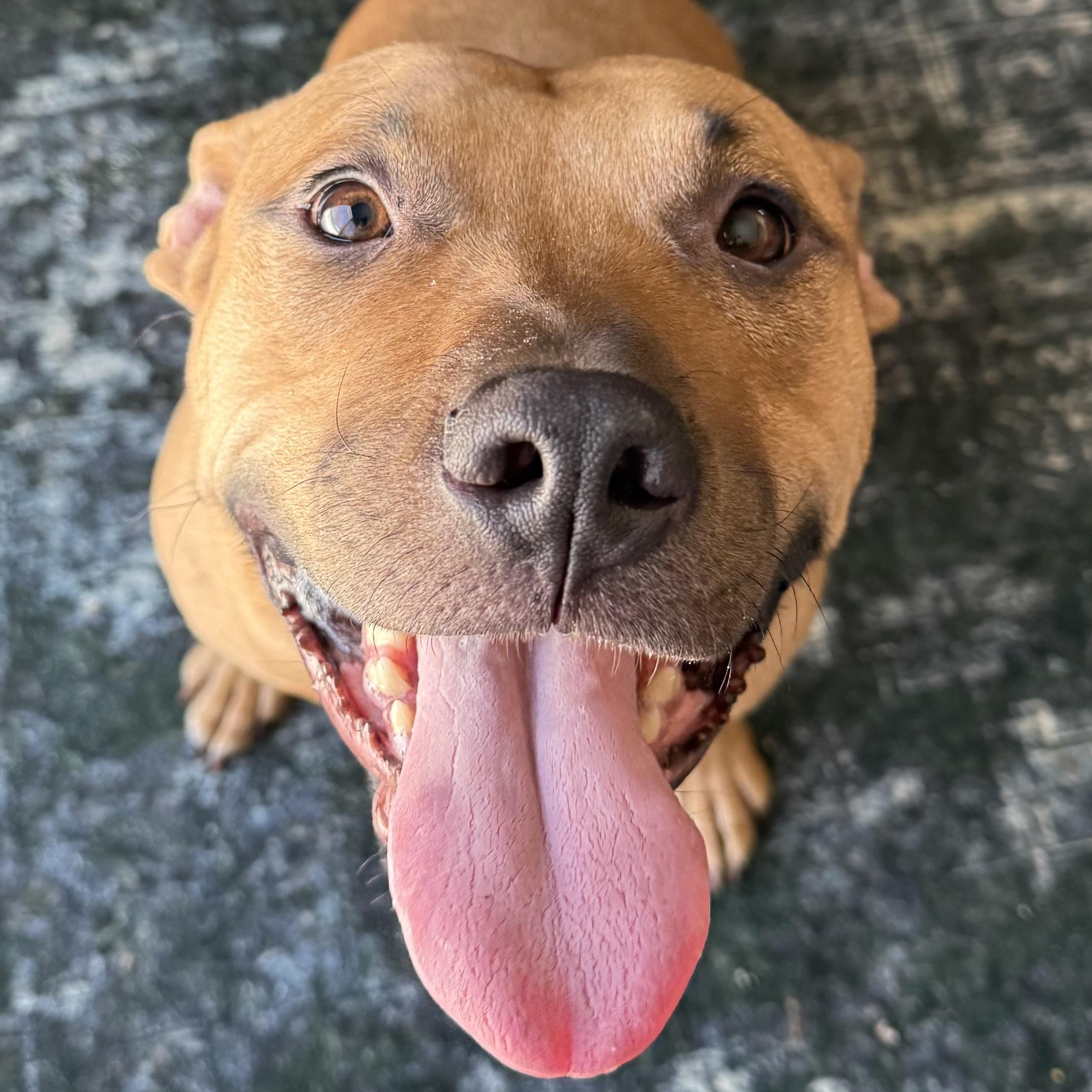 Smiley Wiley, ADOPTABLE, Adult Male Pit Bull Terrier.