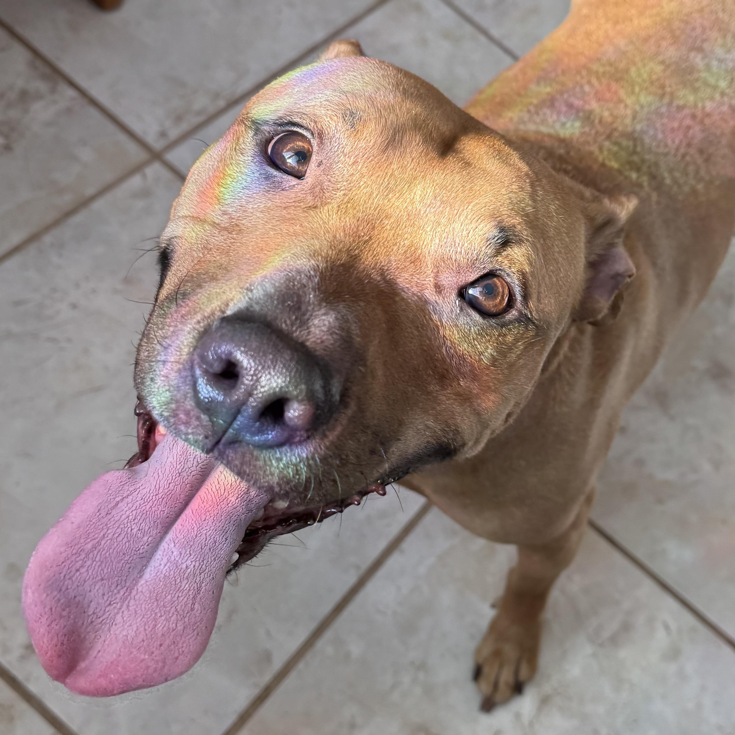 Enlarge Smiley Wiley, a ADOPTABLE Pit Bull Terrier in Grand Blanc, MI image 3/5