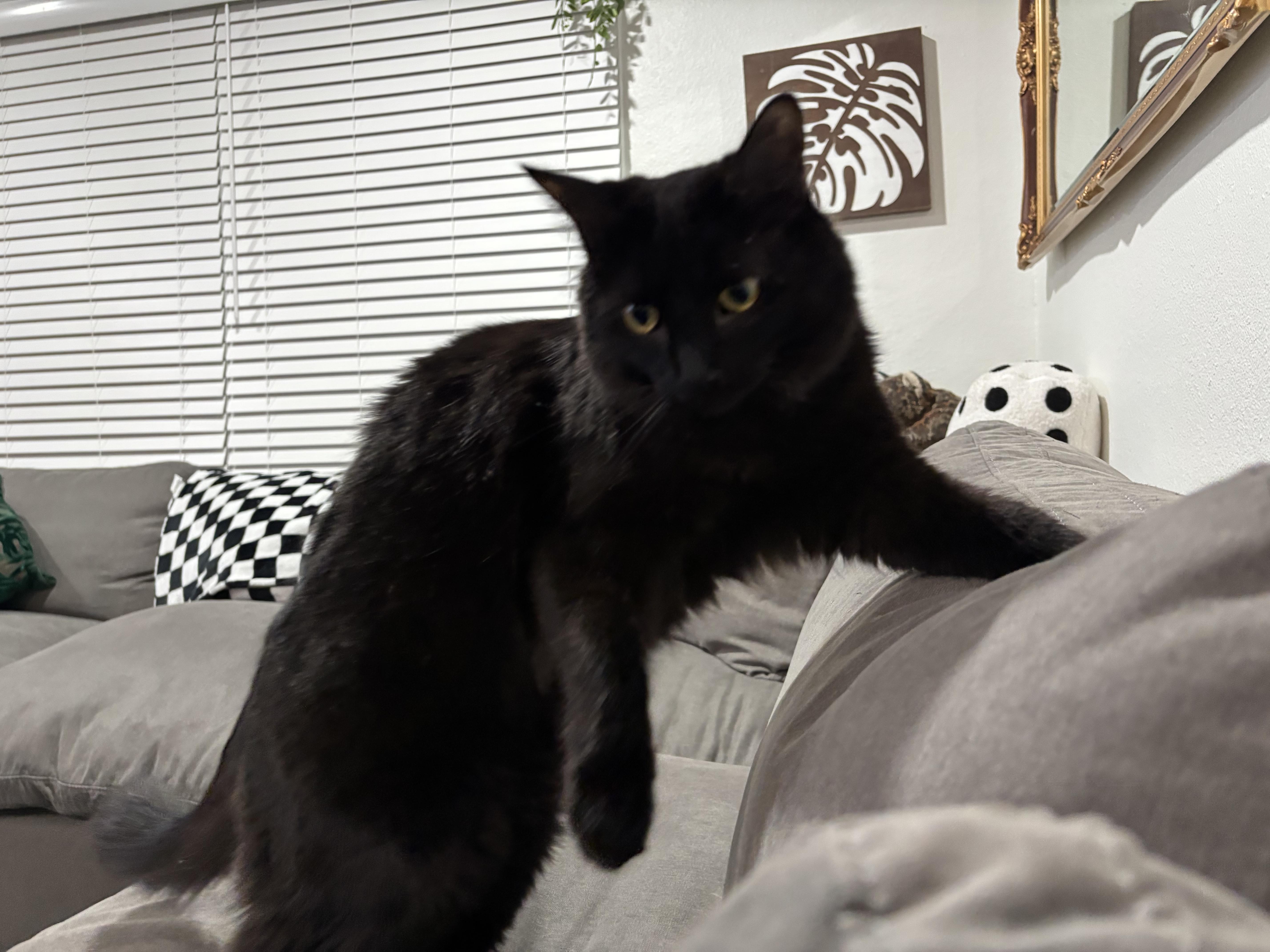 Atreyu, a ADOPTABLE Domestic Long Hair in Yucaipa, CA image 4/6