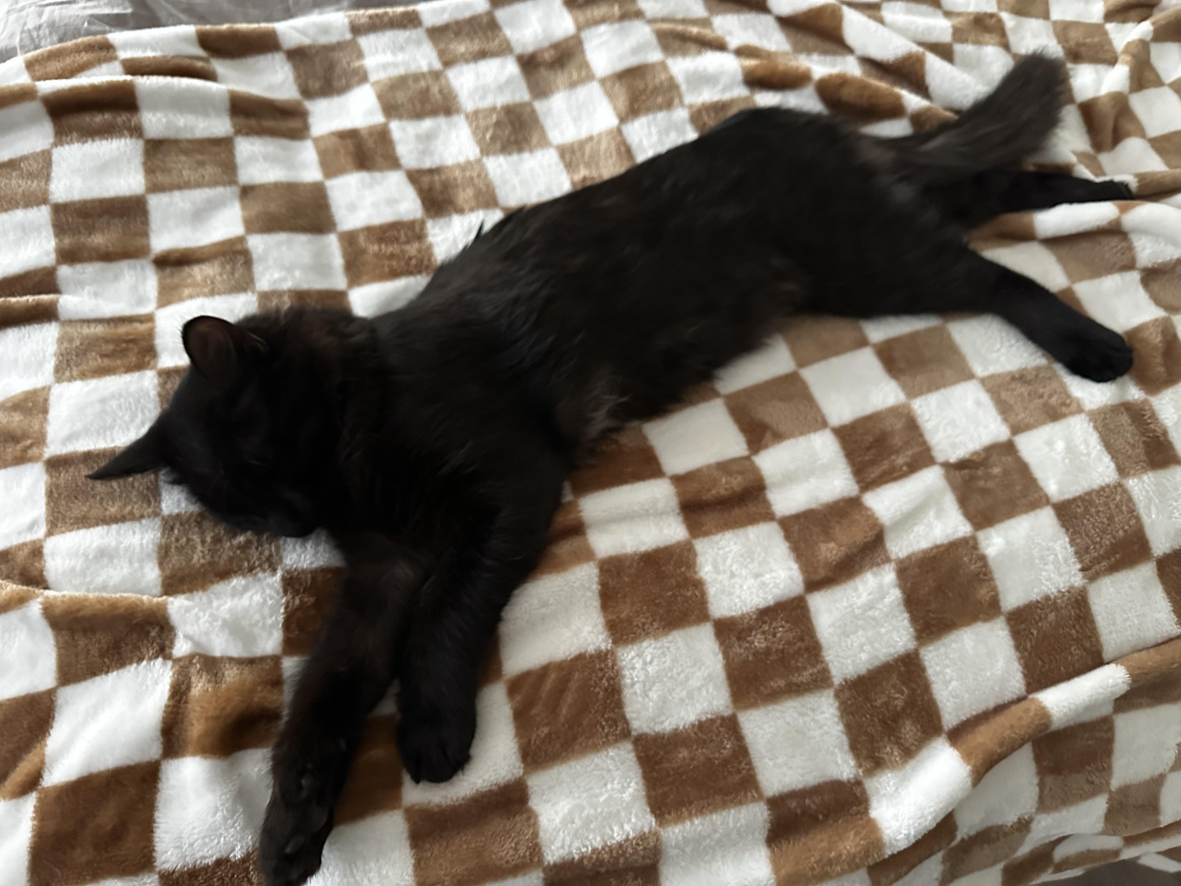 Atreyu, a ADOPTABLE Domestic Long Hair in Yucaipa, CA image 5/6