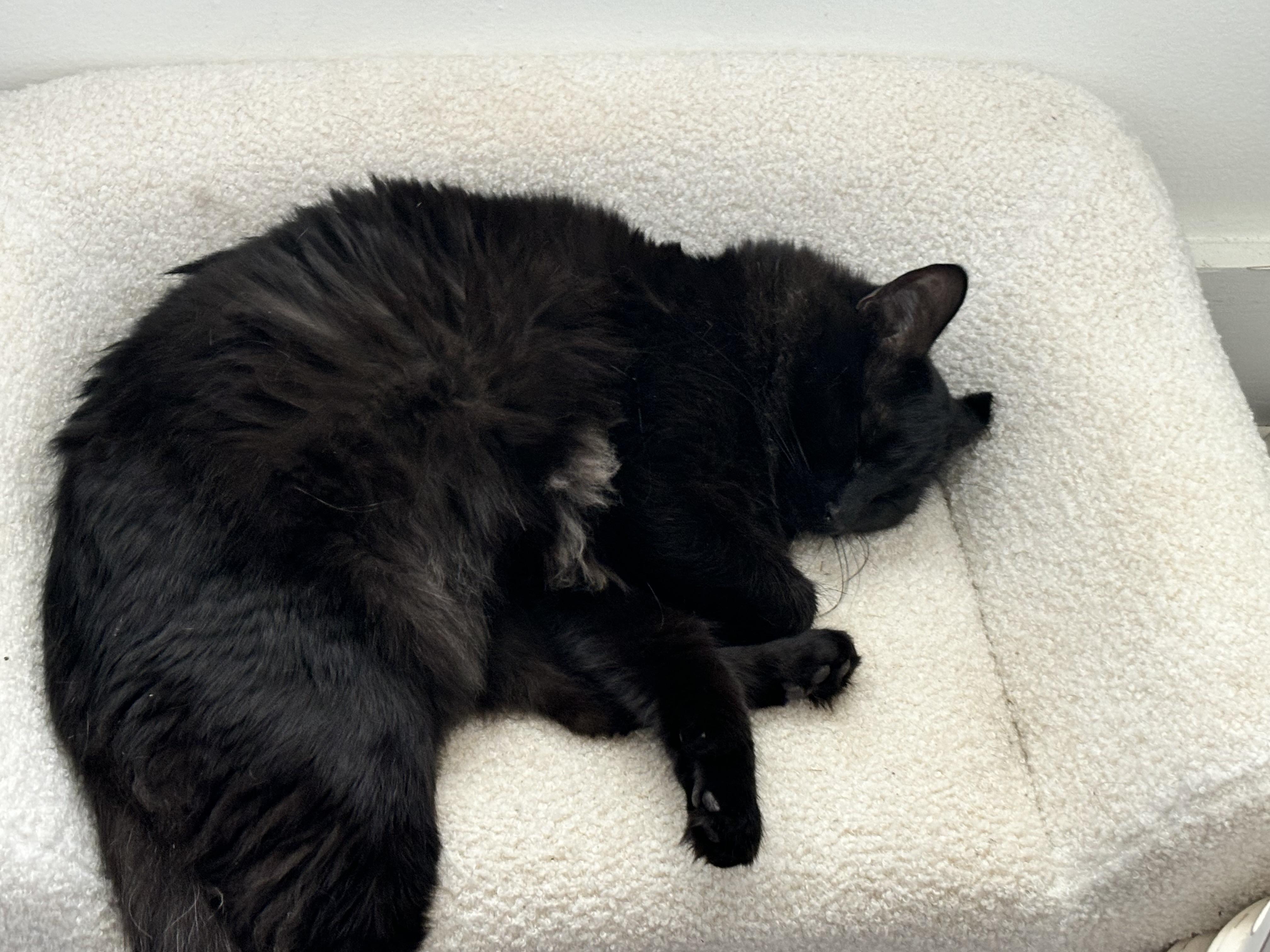 Atreyu, ADOPTABLE, Adult Male Domestic Long Hair.