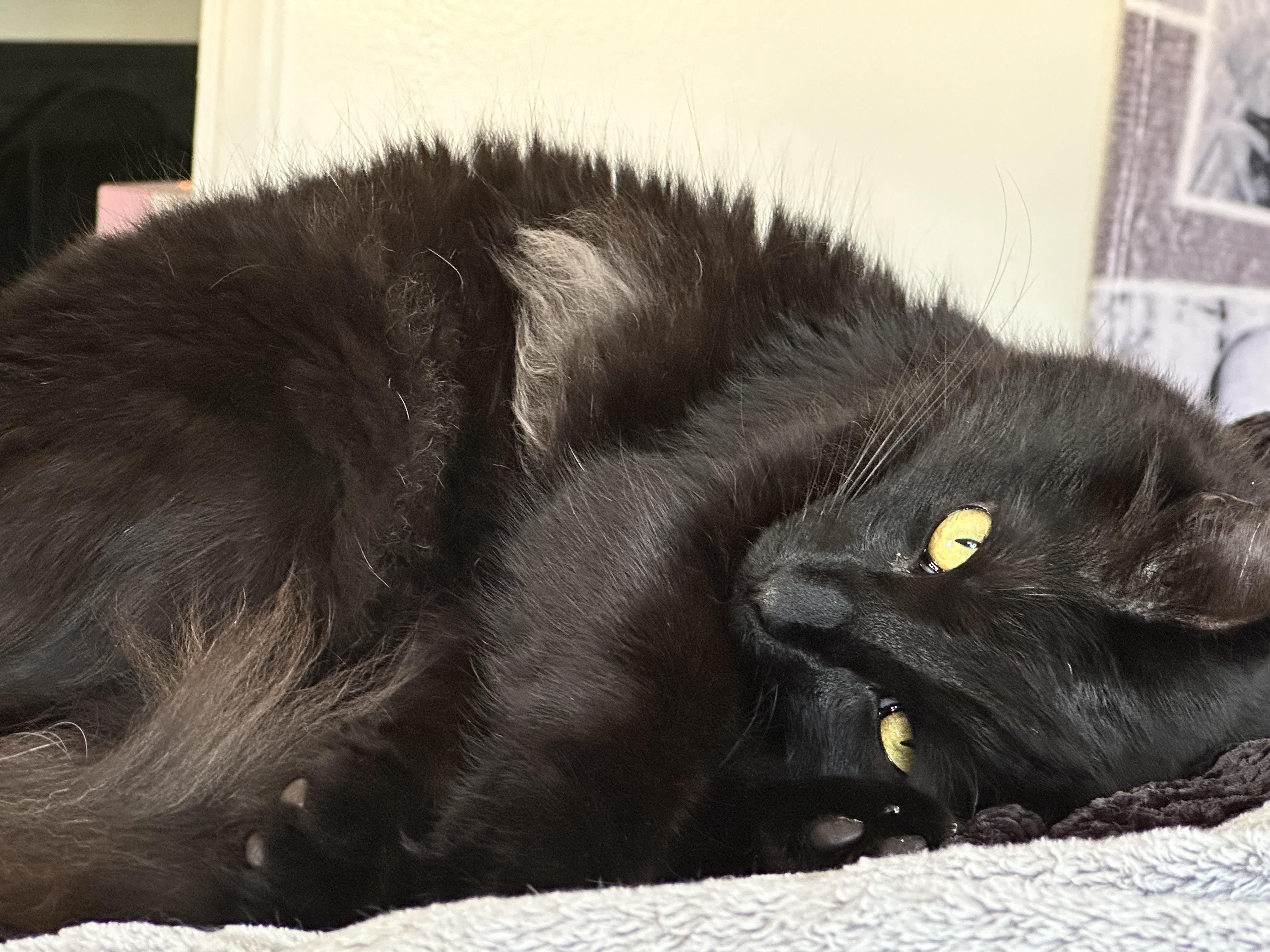 Atreyu, a ADOPTABLE Domestic Long Hair in Yucaipa, CA image 2/6