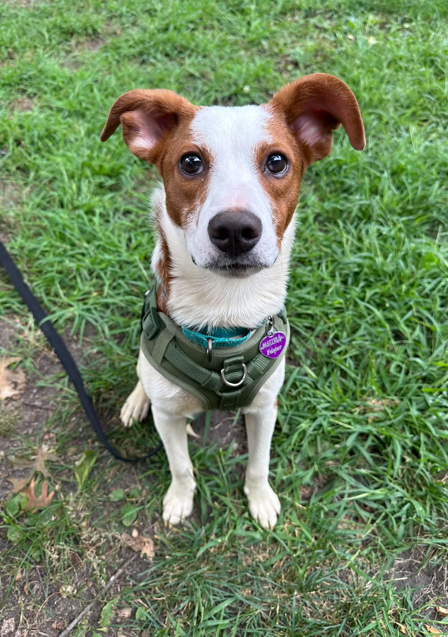Cilantro, Adoptable, Puppy Male Australian Shepherd.