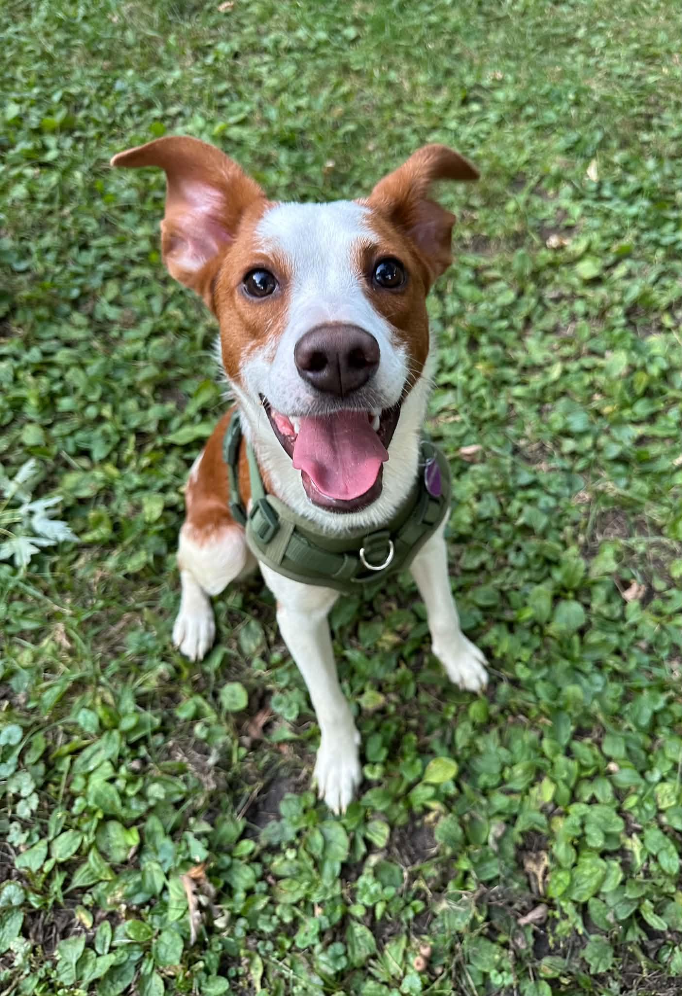 Enlarge Cilantro, a Adoptable Australian Shepherd in Minneapolis, MN image 2/3