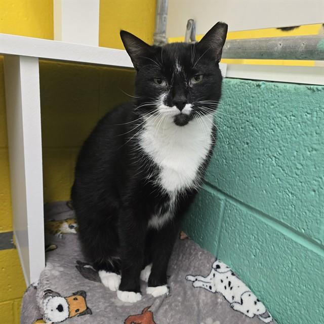 Enlarge IRIS, a Adoptable Domestic Short Hair in Easton, MD image 1/1