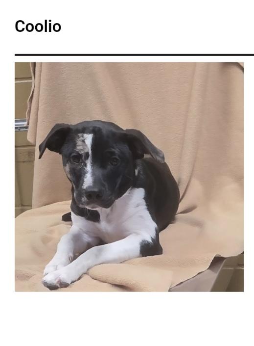 Enlarge Coolio, a Adoptable mixed breed in Westport, CT image 1/1