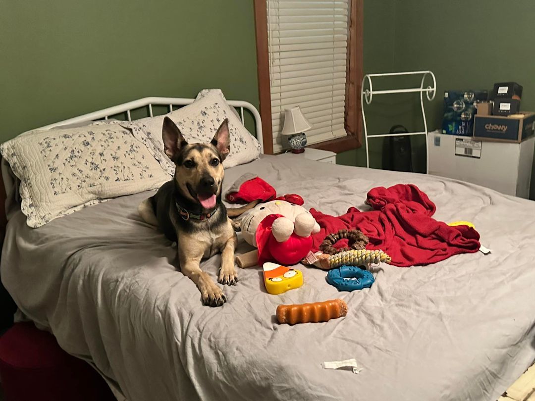 Windy, Adopted, Adult Female German Shepherd Dog.