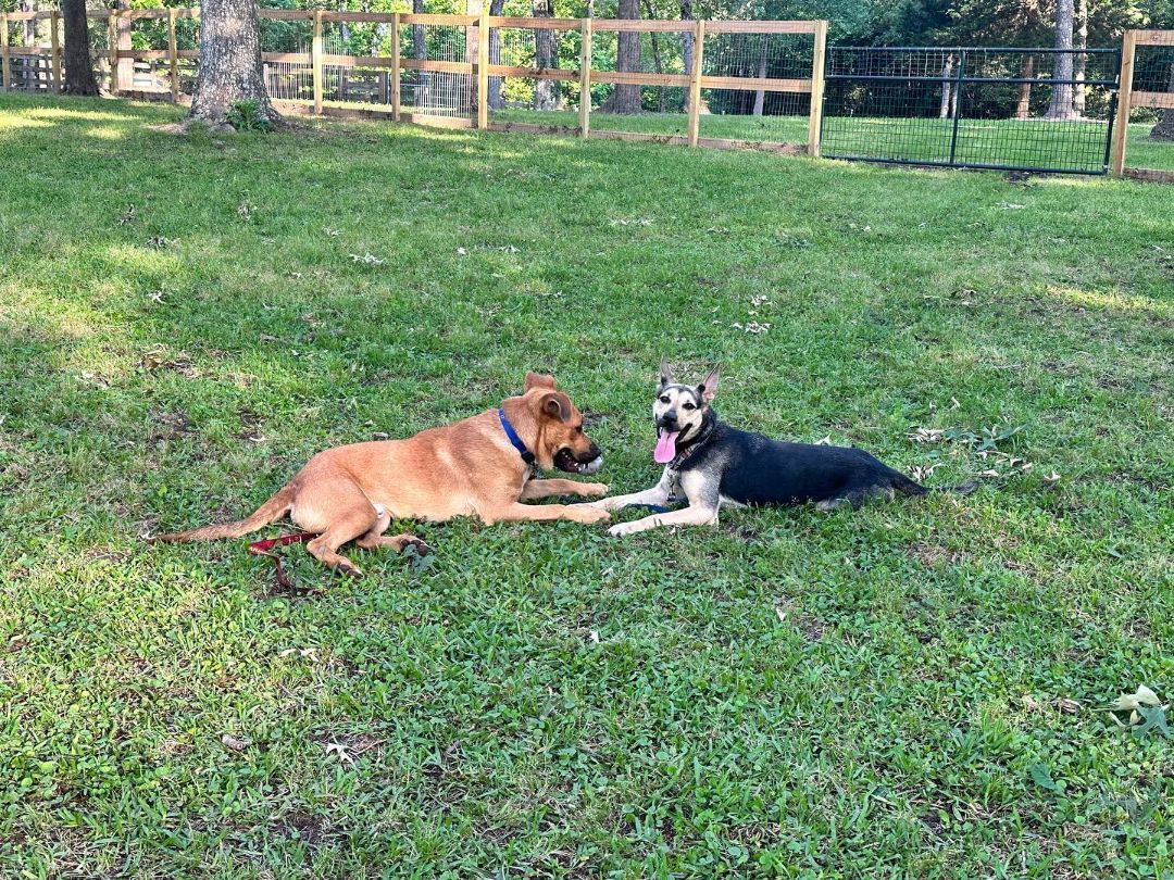 Windy, a Adopted German Shepherd Dog in Conroe, TX image 2/12