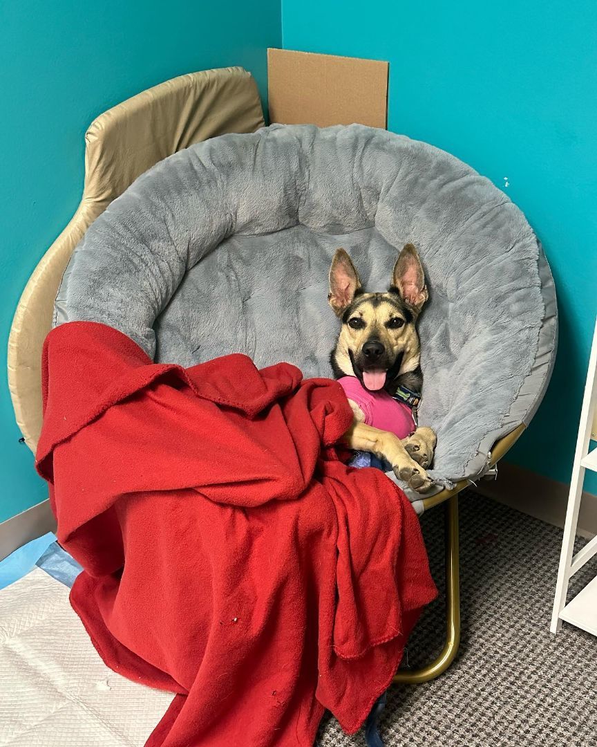 Windy, a Adopted German Shepherd Dog in Conroe, TX image 3/12