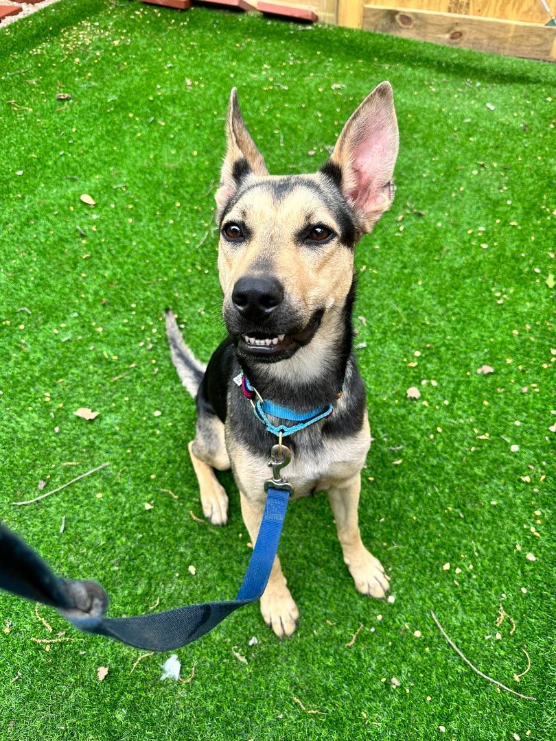 Windy, a Adopted German Shepherd Dog in Conroe, TX image 4/12