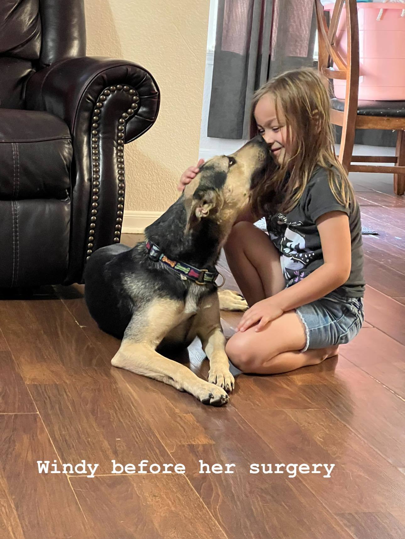 Windy, a Adopted German Shepherd Dog in Conroe, TX image 5/12