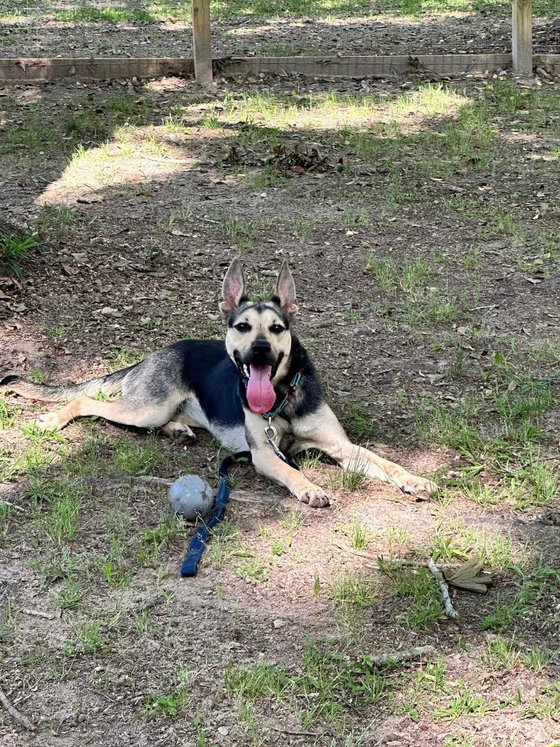 Windy, Adopted, Adult Female German Shepherd Dog.