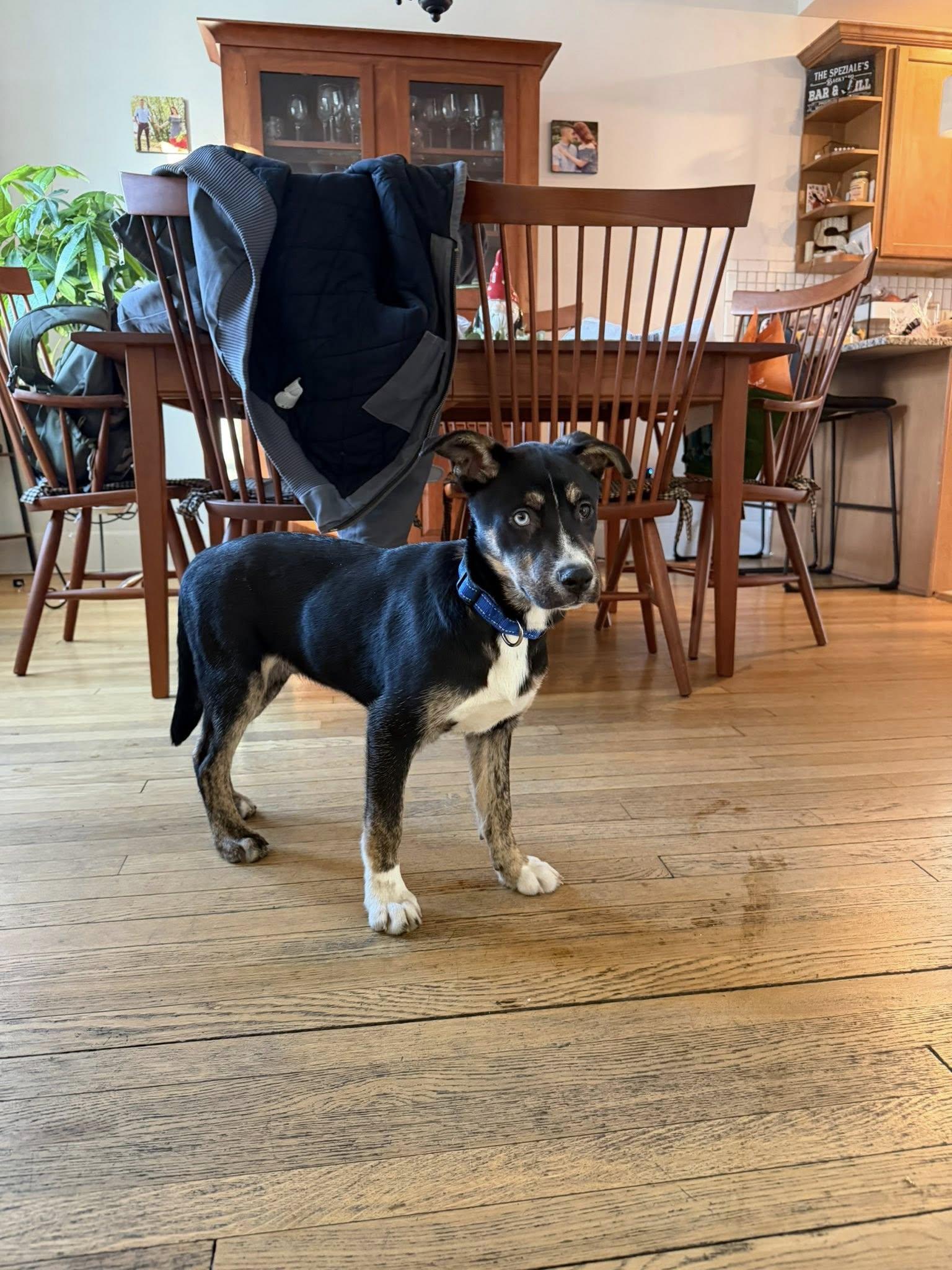 Smore, ADOPTABLE, Young Male Husky & Shepherd.