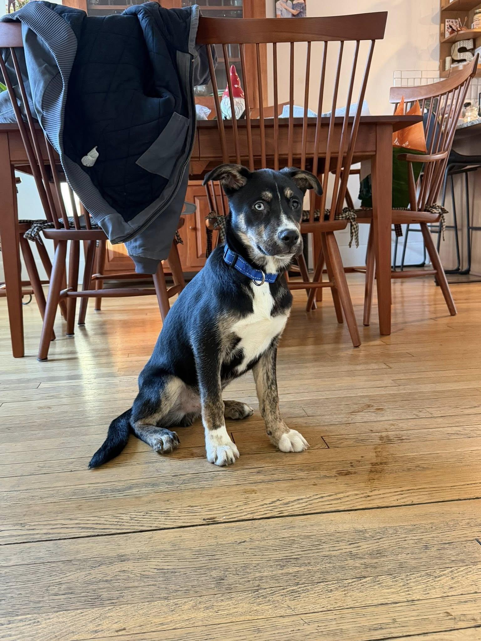 Enlarge Smore, a ADOPTABLE mixed breed in Albany, NY image 2/2