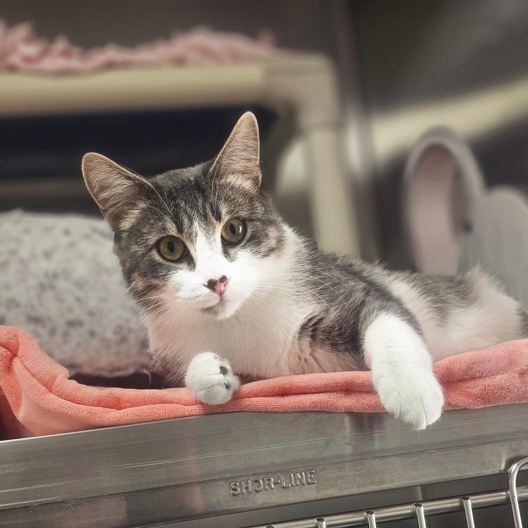 Enlarge Birdie, a Adoptable Domestic Short Hair in Detroit Lakes, MN image 1/6