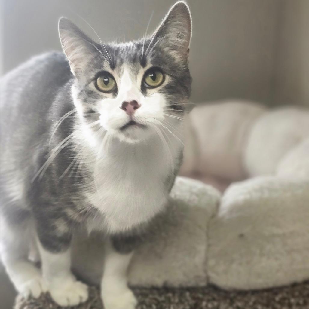 Enlarge Birdie, a Adoptable Domestic Short Hair in Detroit Lakes, MN image 2/6